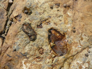 Fossil