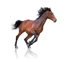 Bay horse galloping on the white background - 217198668