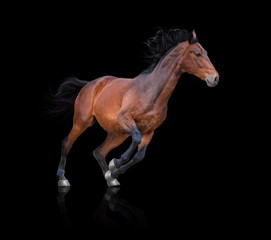 Bay horse galloping on the black background