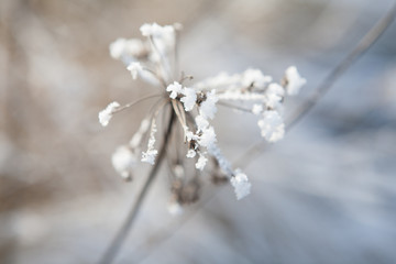 Schneebedeckte Pflanze