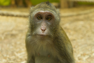 Fototapeta premium Monkey posing for the camera. Good portrait. Wildlife.