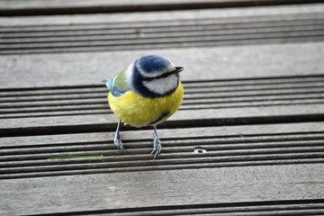 Blue Titmouse on the terrace