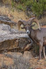 Desert Bighorn Sheep Ram