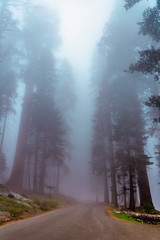 Fototapeta na wymiar A road in thick fog in forest