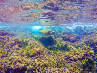 Naklejka na ściany i meble Turtle swimming over coral reef
