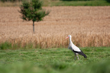 Storch beim Feld