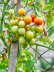 ripened tomatoes on the bush