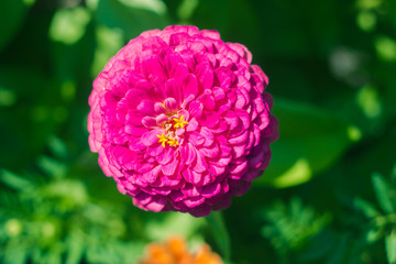 Large pink head of flower close-up. Summer bright flower on a green background. 