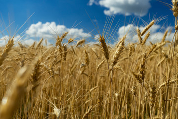 Field of ripe wheat against the blue sky with white clouds. Agriculture scene. Mock up