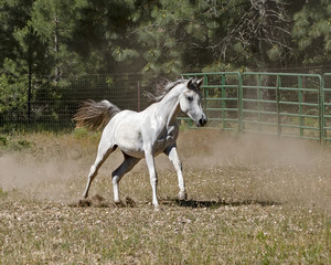 exquisite arabian horse mare galloping free in a pasure with a forest background