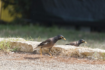 birds @ nature from haifa city
