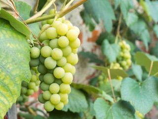 bunches of grapes ripening on the bush