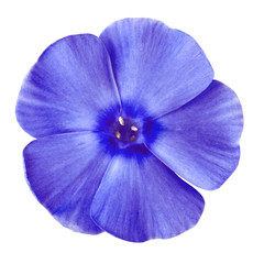 flower blue phlox isolated on white background. Close-up. Element of design.