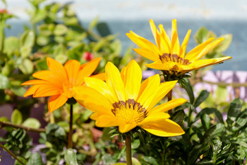 African daisy flower in garden with blurred background. Cape daisy flower.Bright yellow blossom of Osteospermum, close up image of beautiful yellow  flowers