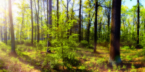 Forest in spring with a bright sun shining through the branches of trees