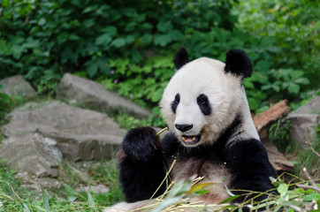 Obraz na płótnie Canvas Panda eating bamboo