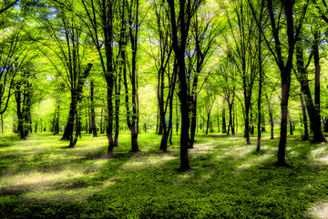 Forest in spring with a bright sun shining through the branches of trees