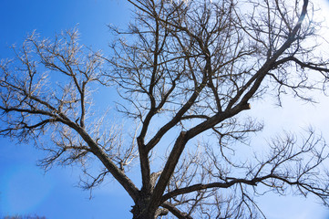 tree branch silhouette on a blue sky background