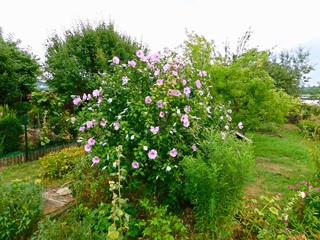 Ein Strauch mit Blüten der Azalee