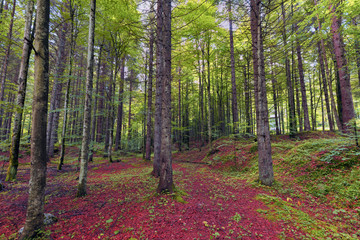 Bosco montano con aceri, faggi, pioppi, larici, acacie - panorama di natura