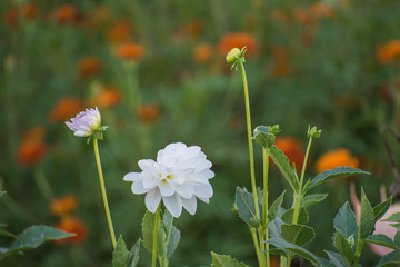 Family of beautiful flowers