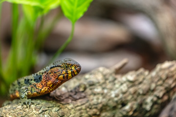 chinese crocodile lizard sitting on old log