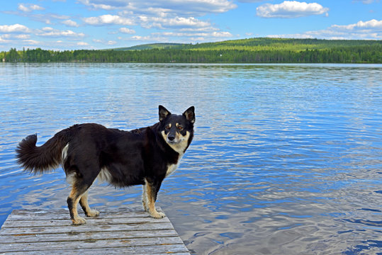 Lapponian herder (Lapinporokoira or Lapp Reindeer dog or Lapsk Vallhund)  on background of blue lake. Finnish Lapland