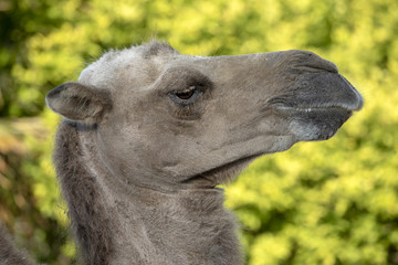 Camel close-up portrait