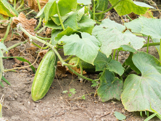 Obraz premium growing cucumbers in the garden