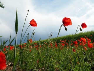 Obraz premium Poppy flower field