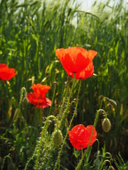 Poppy flower field