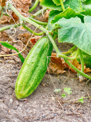 Obraz premium growing cucumbers in the garden