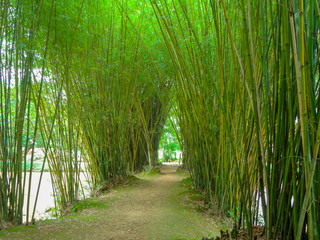 Fototapeta na wymiar Bamboo path