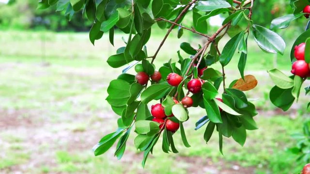 Strawberry Guava also known as Cattley or Peruvian Guava has many Health Benefits