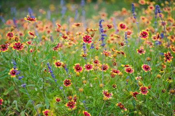 Indian Blanket Wildflowers