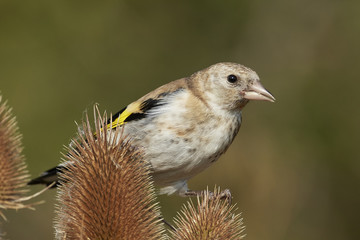 European goldfinch (Carduelis carduelis)