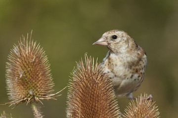 European goldfinch (Carduelis carduelis)
