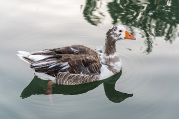 Pato nadando en la laguna