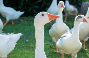 Patos en el parque