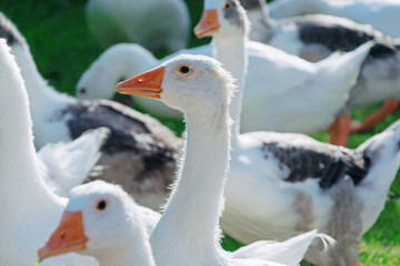 Familia de patos 