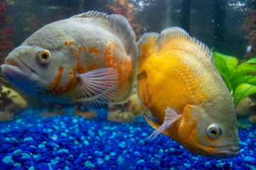 Cichlid fish swimming in fish tank