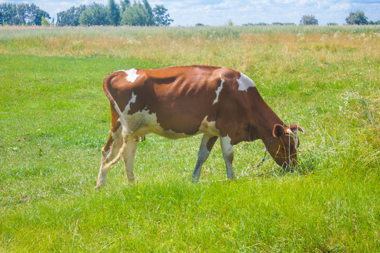 Cow grazing in a meadow. Cattle standing in field eating green grass