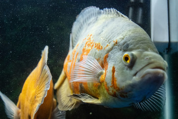Cichlid fish swimming in fish tank