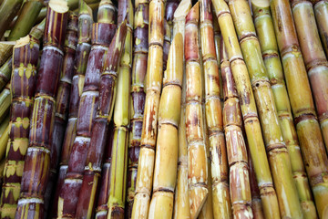 Markthalle in der Inselhauptstadt - Zuckerrohr