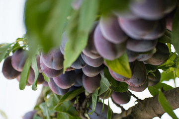 Plums on the tree