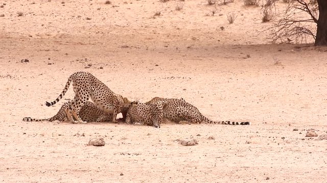 Acinonyx jubatus, the cheetah family of five eat on a fresh springbok? kill in the dry and arid Kalahari region of Southern Africa.