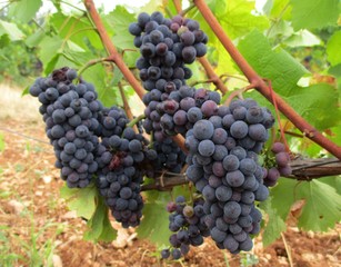 grappes de raisins noirs en maturation sur leur pied de vigne 