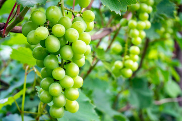 Large bunch of white wine grapes hang from a vine with green leaves.