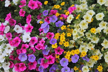 Surfinie colorate di montagna