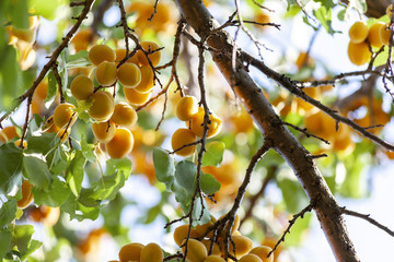 Apricots in the sun. Juicy fruit on the branches of trees. Ripe apricot is ready for harvesting.